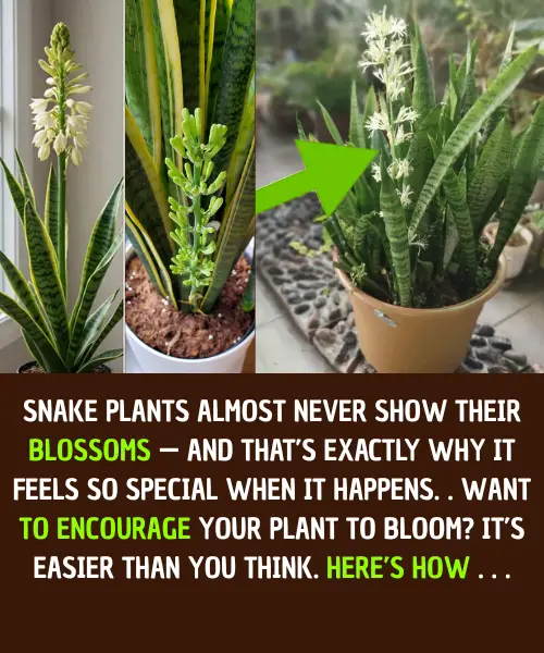 Snake Plant Blossoms