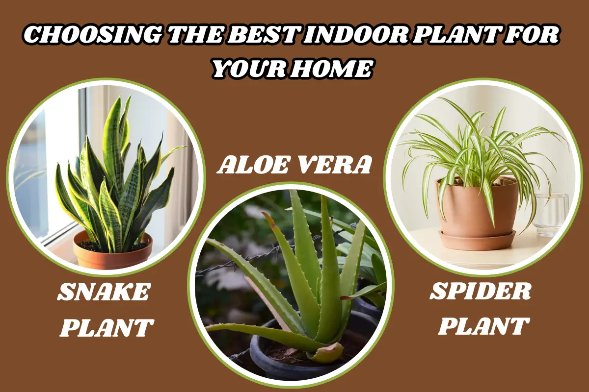 aloe vera vs snake plant vs spider plant